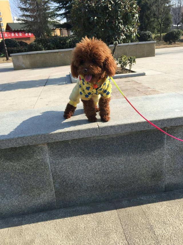 带泰迪犬遛弯,这5个方式很"伤狗",小心瘫痪!