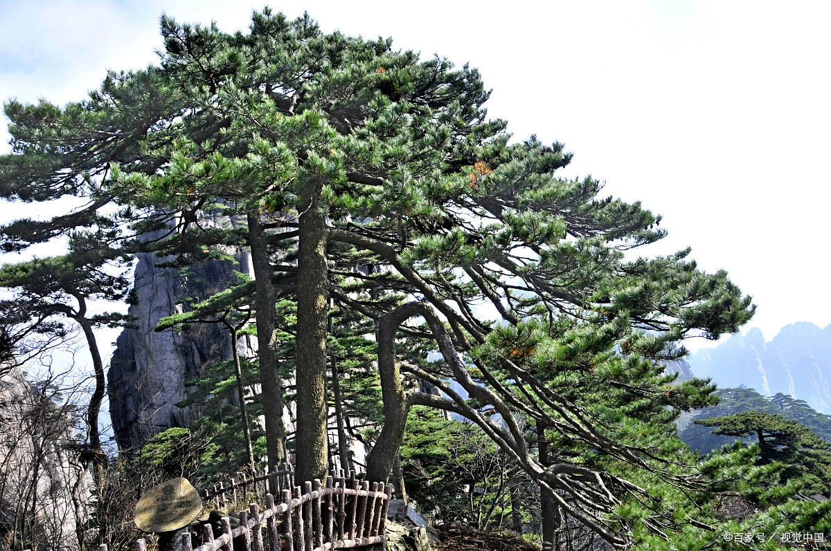 松树,那可是咱们大自然里的一棵神奇的树!