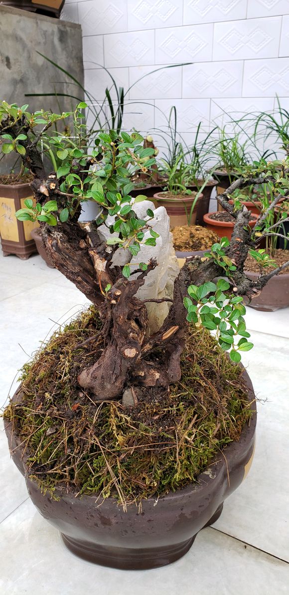 栒子这种灌木太难得了,挖一棵盆栽养护,数载后制成盆景,太美了