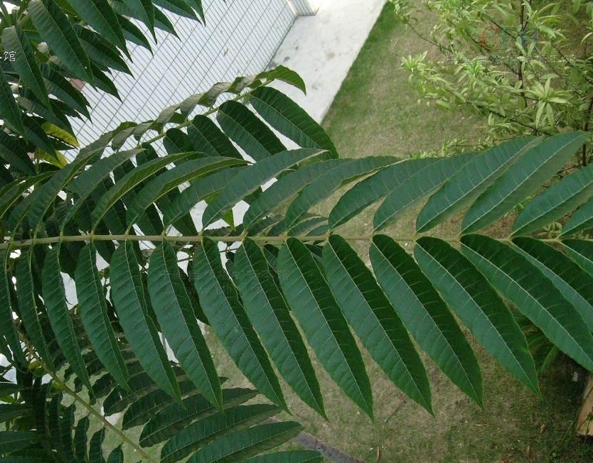 植物小百科:关于岭南臭椿你不得不知道的知识!
