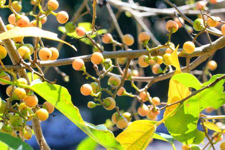 1种野果叫"破布子",土壤越贫瘠,果实越丰盛,在日本很受欢迎