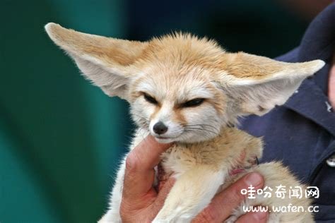 芬尼克狐狸,又称沙漠狐狸是一种十分可爱的小狐狸