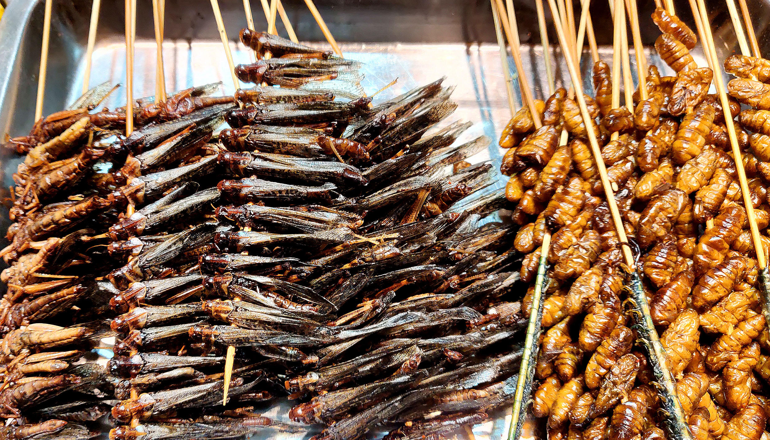 夏季不止虫子泛滥 吃虫子的吃货也泛滥