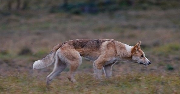 关于澳洲野犬的身份认定问题,极有可能影响其未来发展