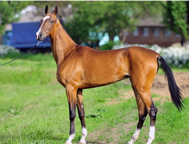 这是阿拉伯马,灵活是它的代名词,黑马王子应该也是说