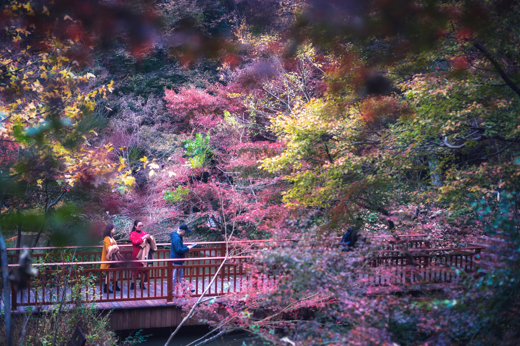 枫岭相比红叶谷显得就比较低调了,少有人去这里,但正是枫岭满山的火红
