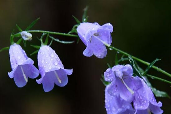 名字好听的花名(名字超级好听的花)