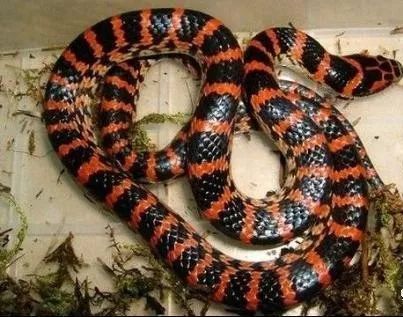 原创作者:陈国齐||蛇缘