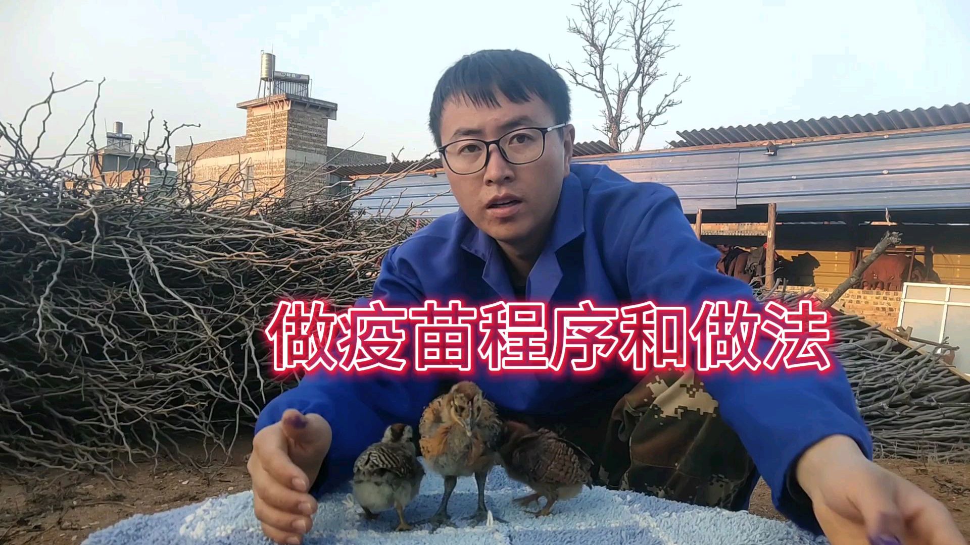 我给大家讲一下，小鸡做疫苗的程序