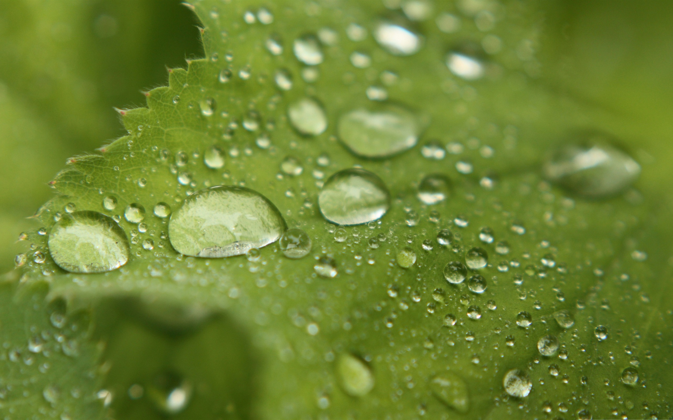 植物/ 雨滴 - 绿色主题桌面 转载自百家号作者:智能人