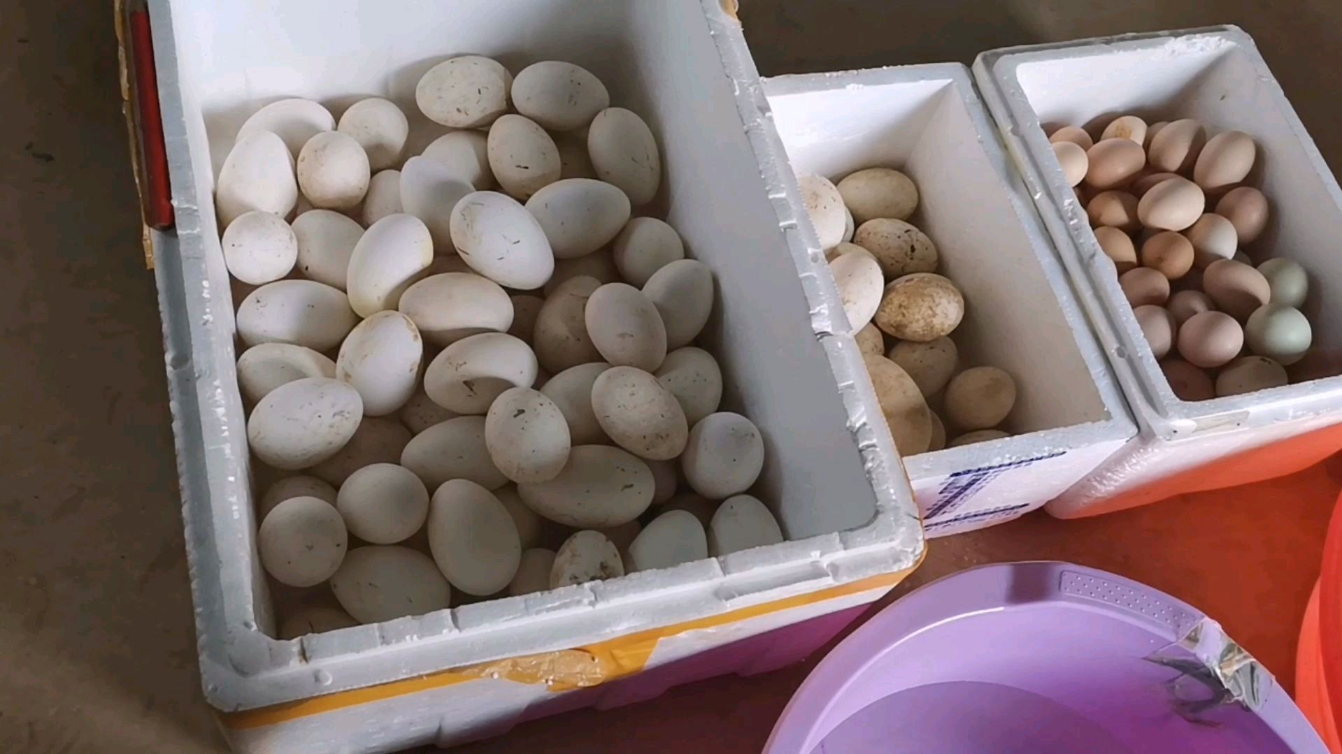 孵化器孵鹅蛋,看看他是怎么做的