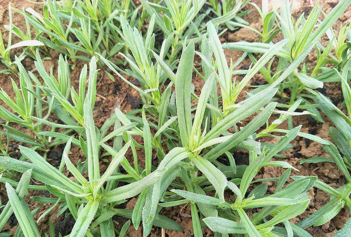 这种草生长在麦田里面,价值比较珍贵,不要盲目拔掉