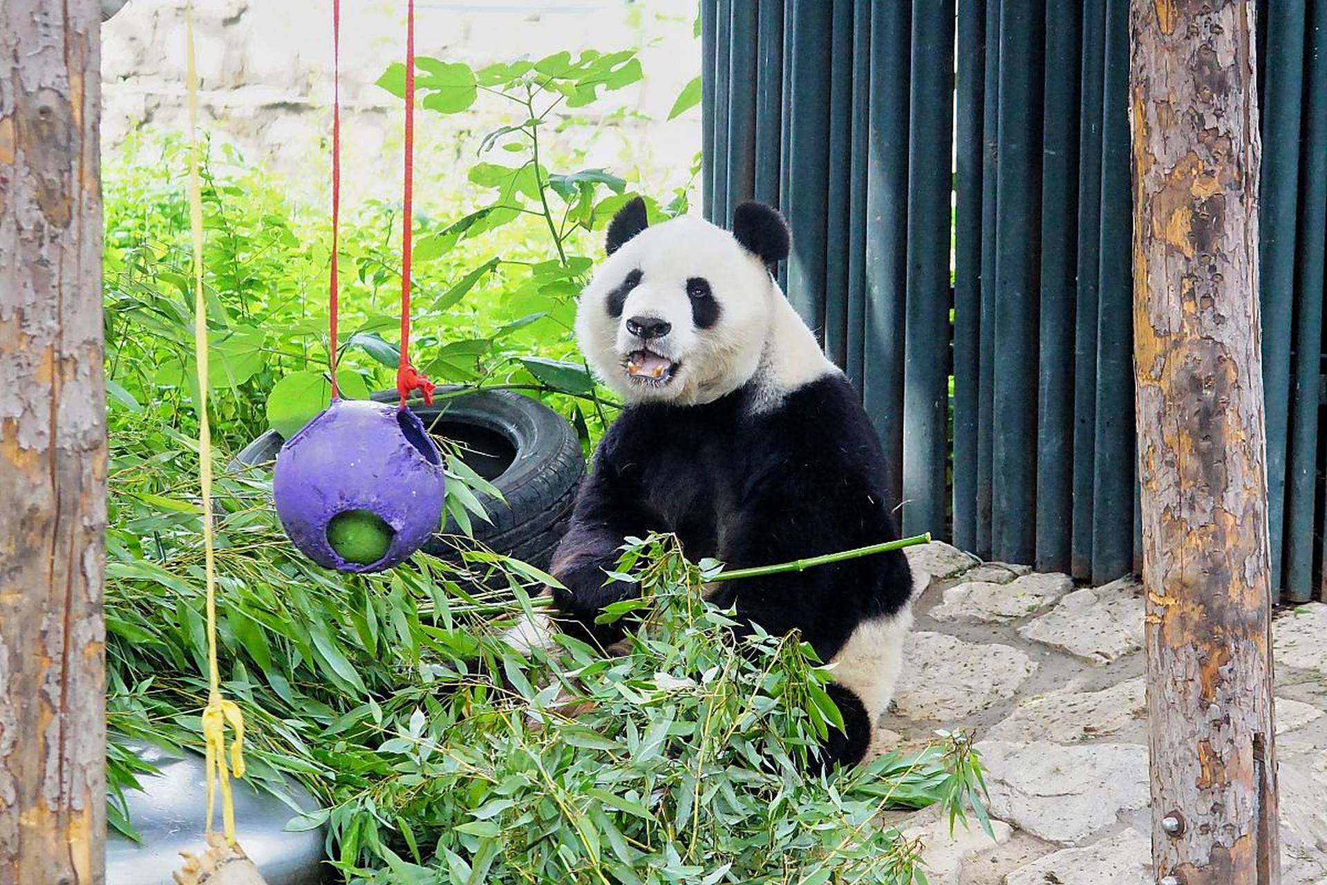 四川成都动物园的花花成为了网红花花是一只性格温顺亲人的大熊猫