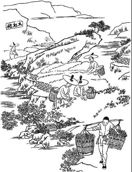 其制法由6个工序组成:萎凋(包括晒青和晾青),做青(包括摇青和静置)