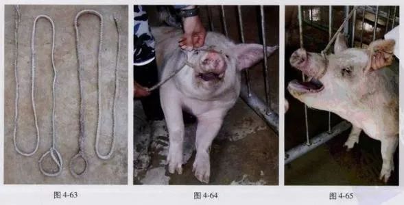 怎样给病猪灌药?病猪灌药有什么技巧呢?