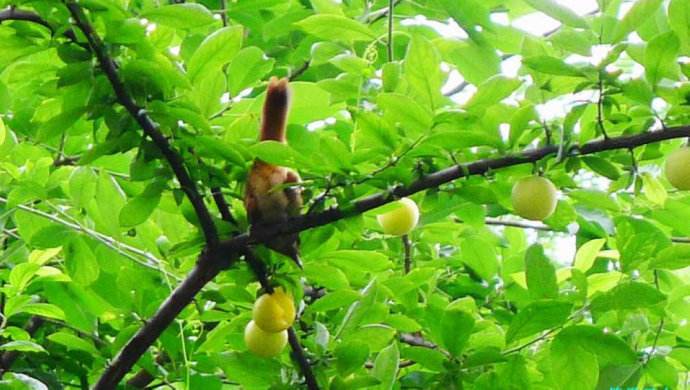 "投桃报李"虽流传很广,"投木报琼"的才更是名篇