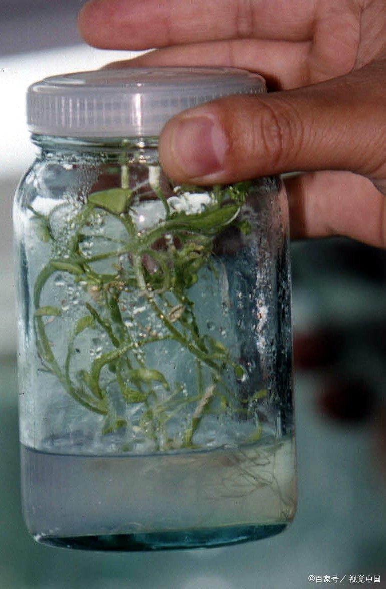 兰花组培 - 优质问答专区