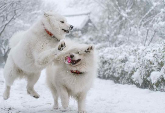 遇上雪就完全"疯掉"的两种狗狗,你家爱犬也会这样吗