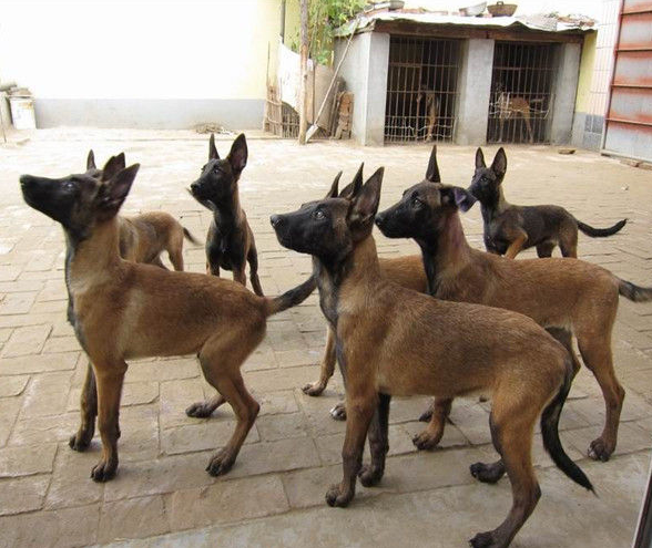 同时它还有这个我们熟知的名字马犬,马犬是比利时牧羊犬四个类型中