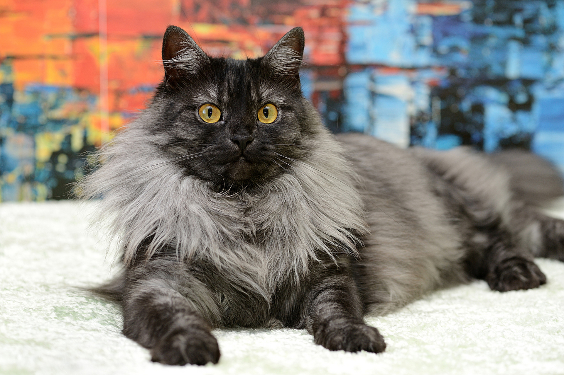 一起来探索这个充满魅力的符号吧～[原文:那兔汉斯猫是哪个国家]