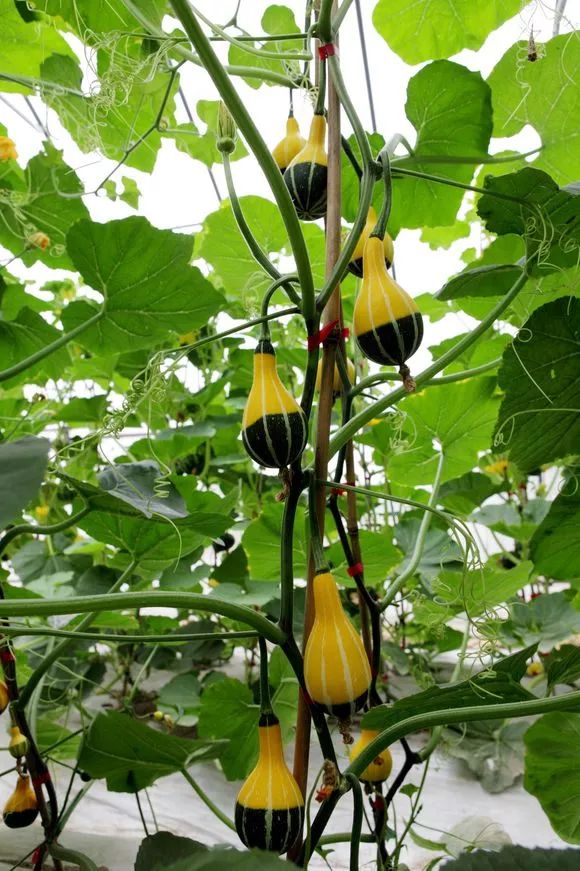1棵"观赏南瓜",果实只有巴掌大,1根藤能结50颗!
