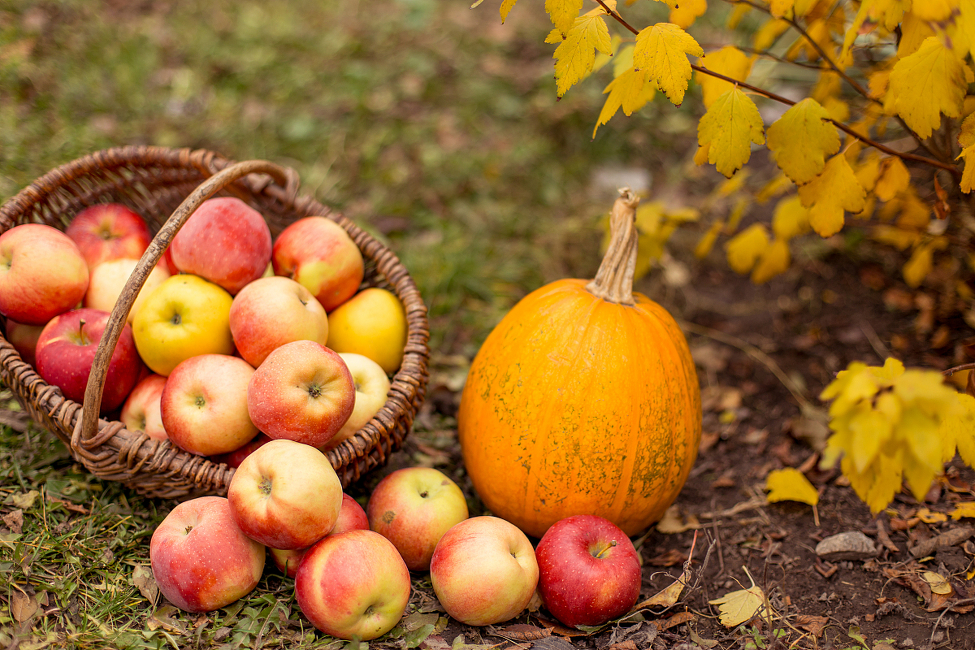 [围观]感恩金色秋天:瓜果飘香诗意浓,幸福温#我眼中的秋天# 情深深!