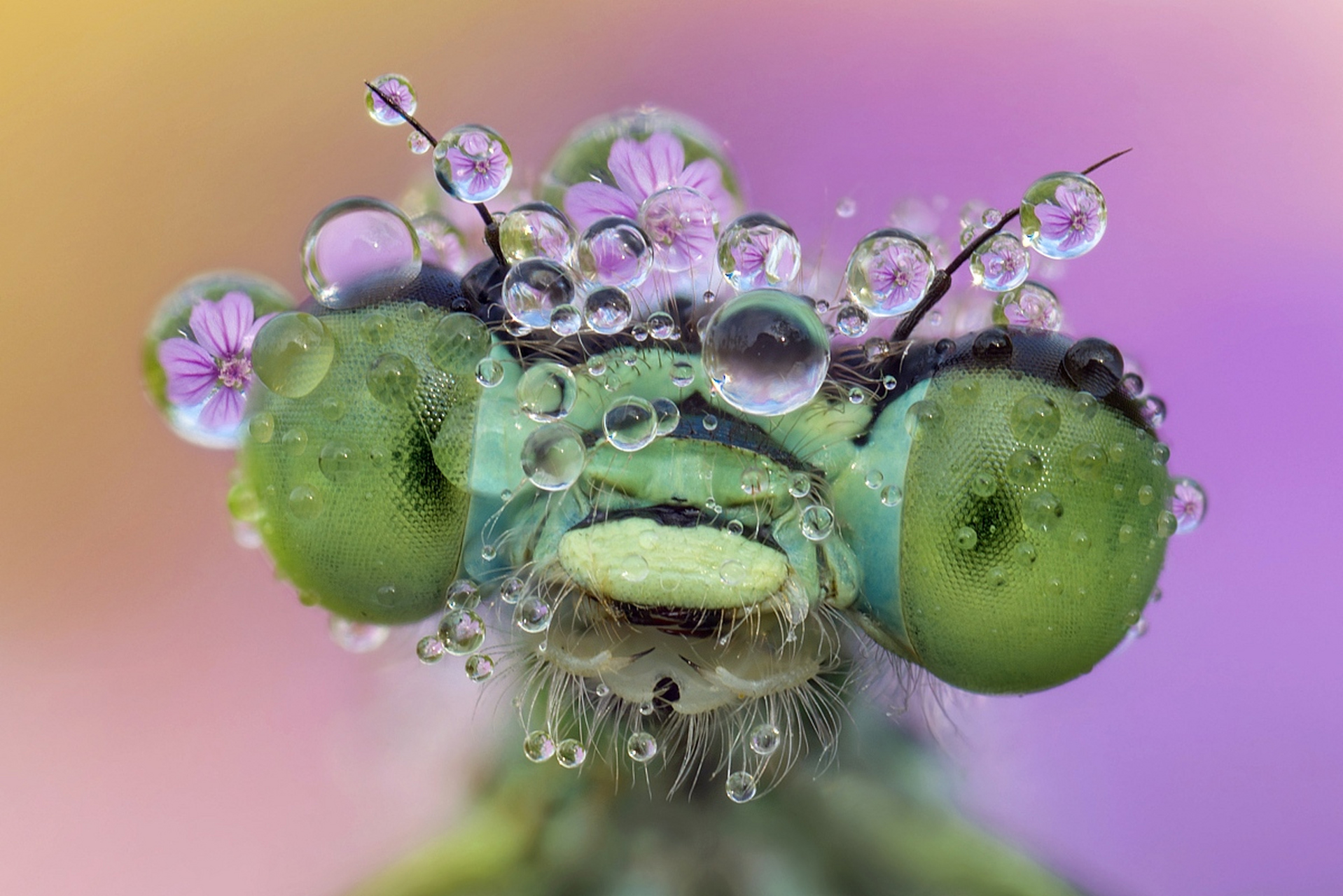 微观世界的动植物如何用手机拍清晰? 拍摄微观世界的动植物需要具备一