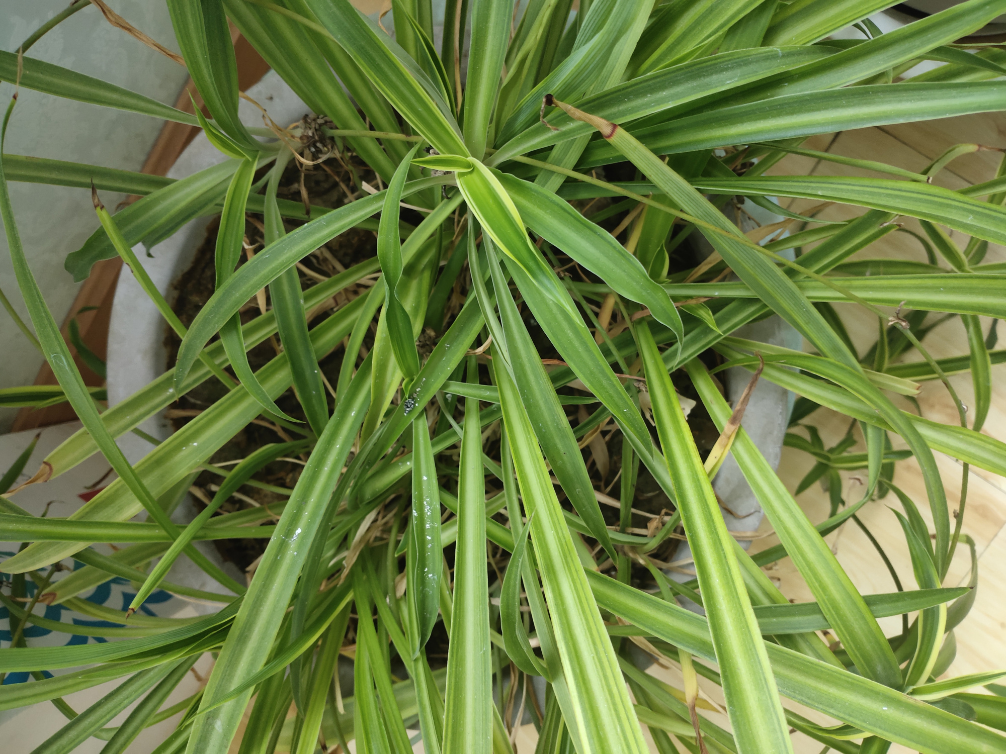 给董卿老师的第五封情书