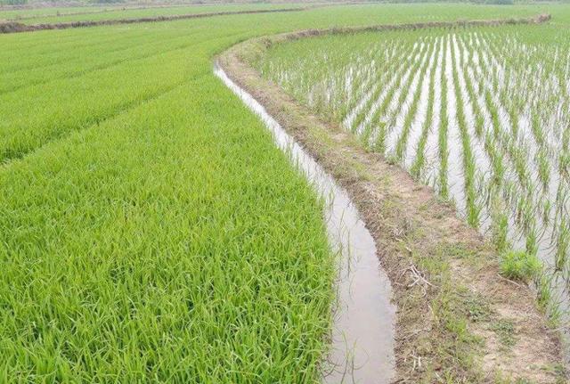 种植水稻,合理晒田很重要,农民朋友要掌握好最佳"火候"