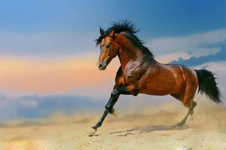 奇人奇事║千里良驹,追风而去