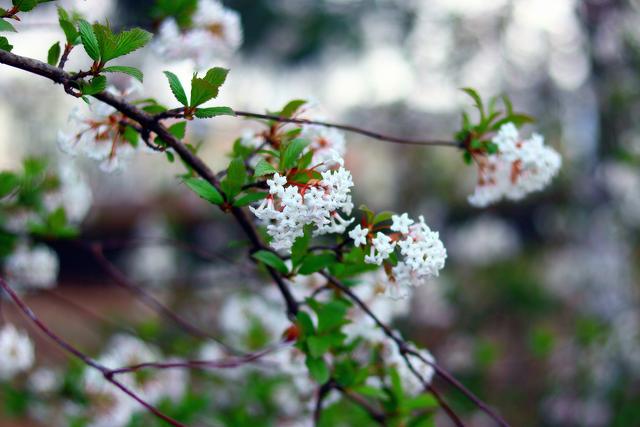 花开时节《生命花》