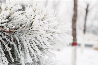 青城雪冬 晶莹剔透