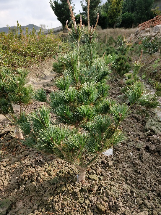 五针松种植与养护