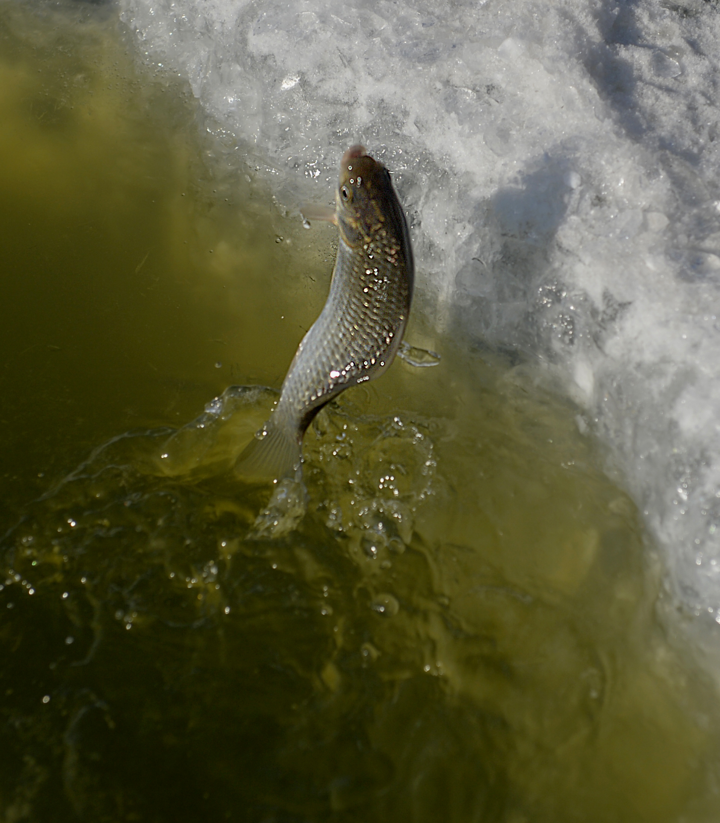 极寒:钓友破一米坚冰垂钓,鱼儿出水瞬间"塑形"