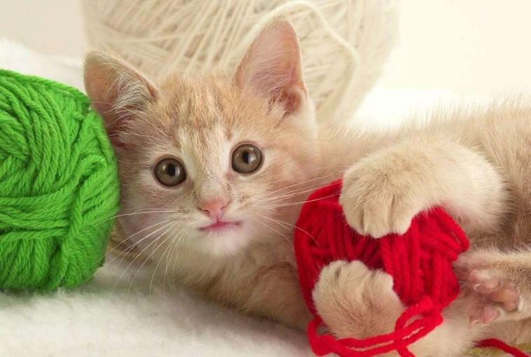 主人:我毛线球呢?猫咪:我有一个价值20万的装修计划
