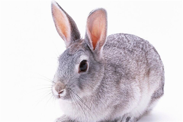 银狐兔怎么喂养?有什么好方法?