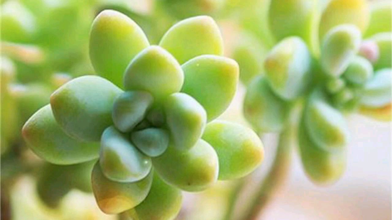 多肉植物天使之泪,一款非常文艺的植物,一分钟了解它的习性