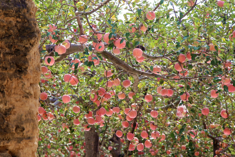 7旬老人退休后,在院子种下60棵苹果树,秋天果香四溢,景色宜人