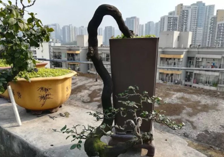 这些都是朋友栽在楼顶上的金弹子造型都是提根式悬崖盆景,造型相当不