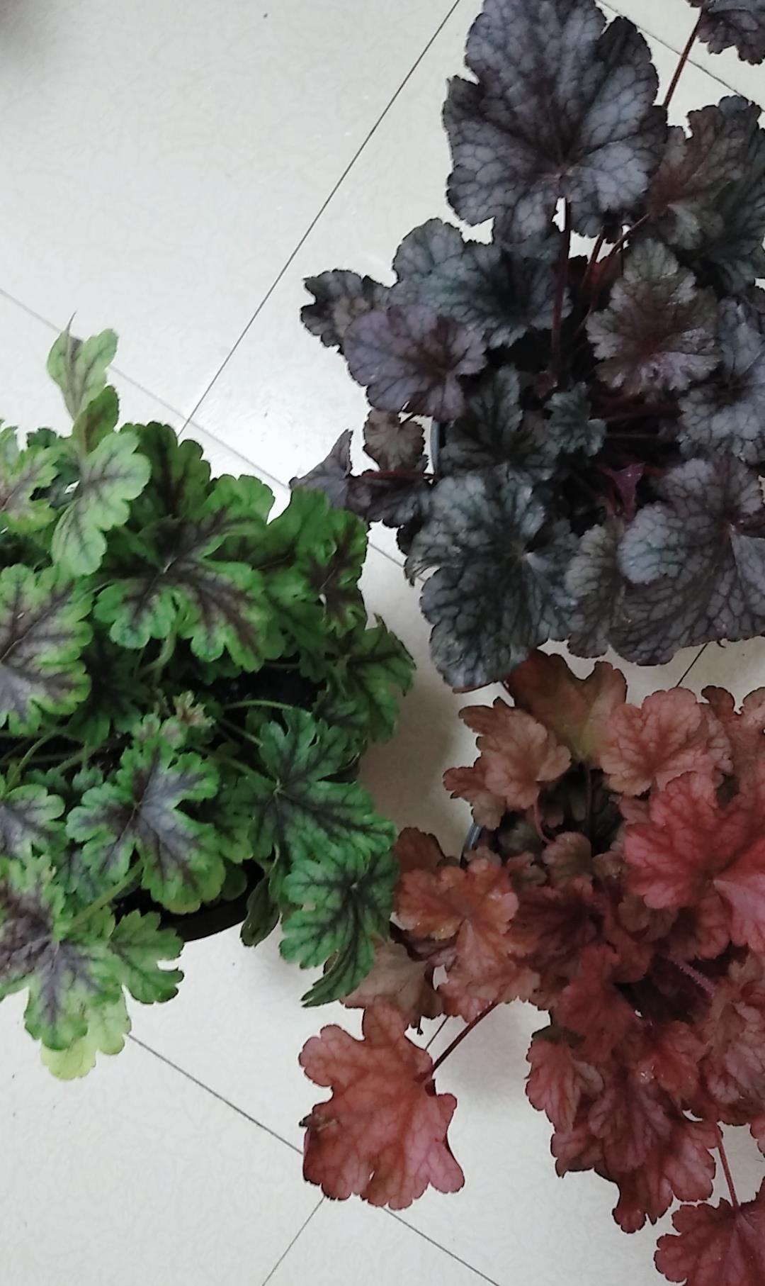 4月发文:夏天矾根不耐热,新手学会4个小技巧,年年爆盆又分苗