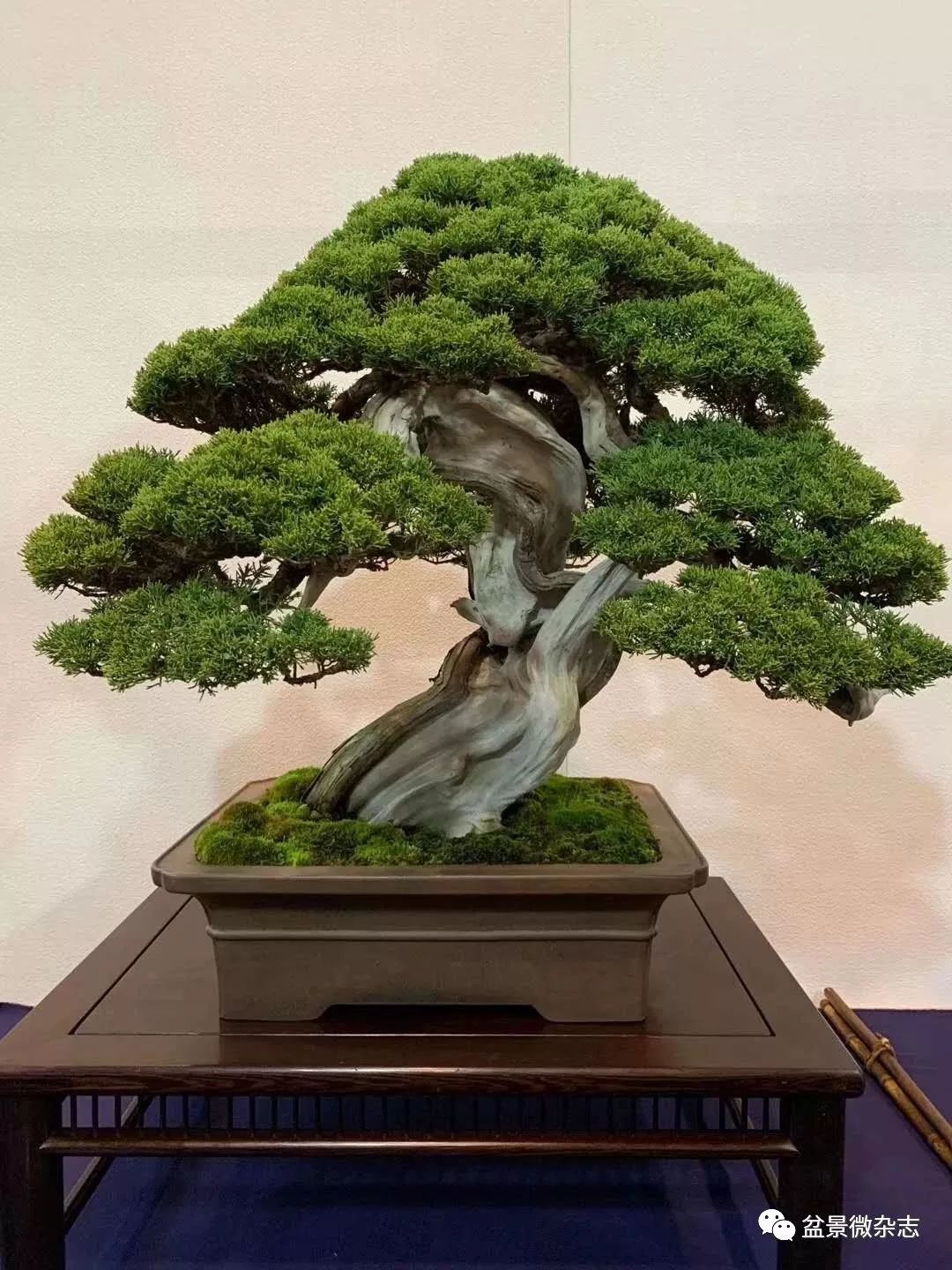 「戴口罩看盆景展」抢先观赏2020年日本第94回国风盆栽展精品