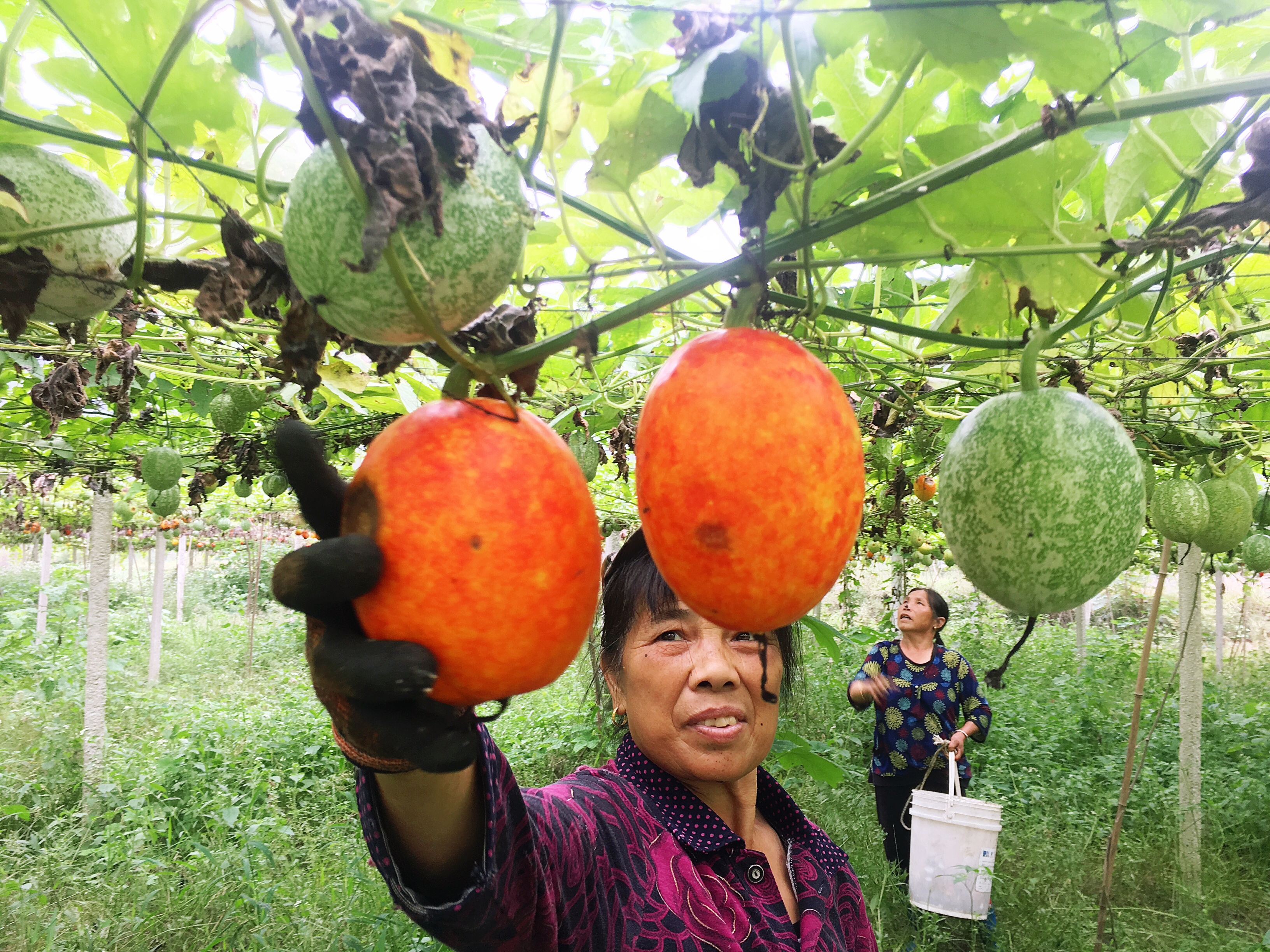 三穗桐林镇坝区产业 640亩瓜子之王喜丰收