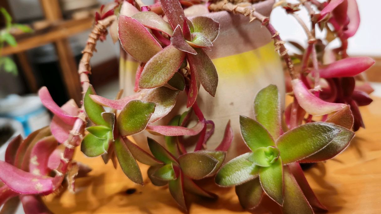 适合新手养的多肉,易出新芽易爆盆,一个月不管也不会死