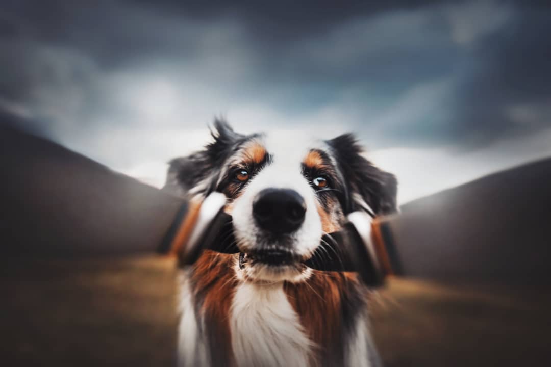 满满的爱,摄影师拍摄自己的狗狗