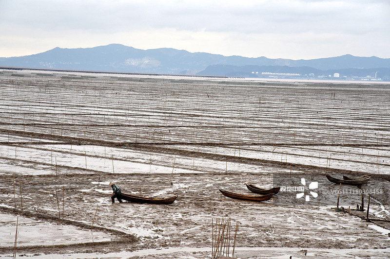 2018年12月6日,浙江温州,冬日午后,退潮后的乐清湾,滩涂上养殖户耕作