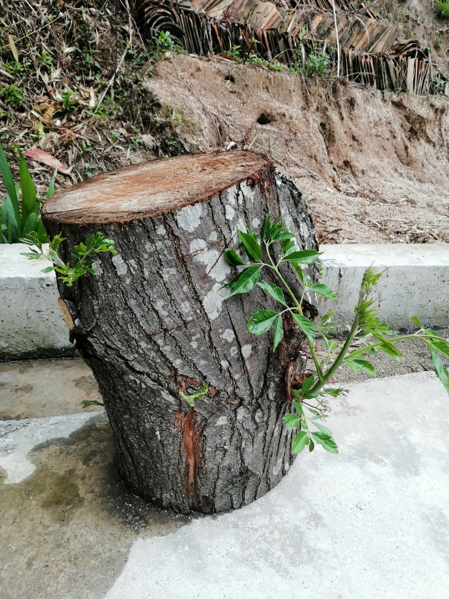 乡村见闻:树墩子发芽开花,生命力真顽强