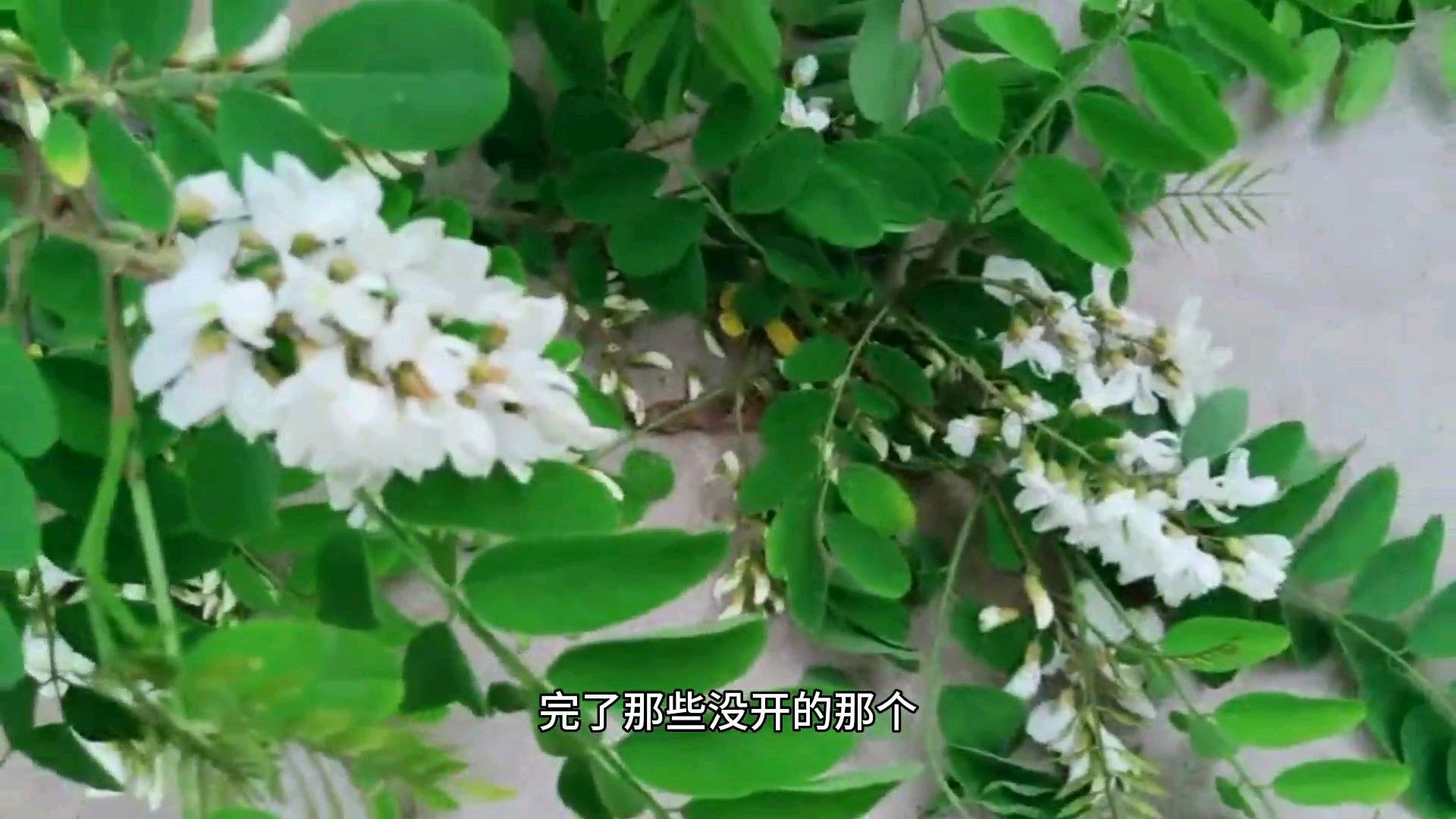 河南老家的味道!十多年没吃过槐花蒸菜了,还是这个味特别好吃!