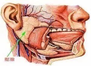 流行性腮腺炎进入高发季,别让孩子变成"猪头肥"!