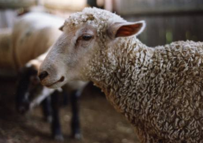 绵羊羊毛衣服 - 优质问答专区