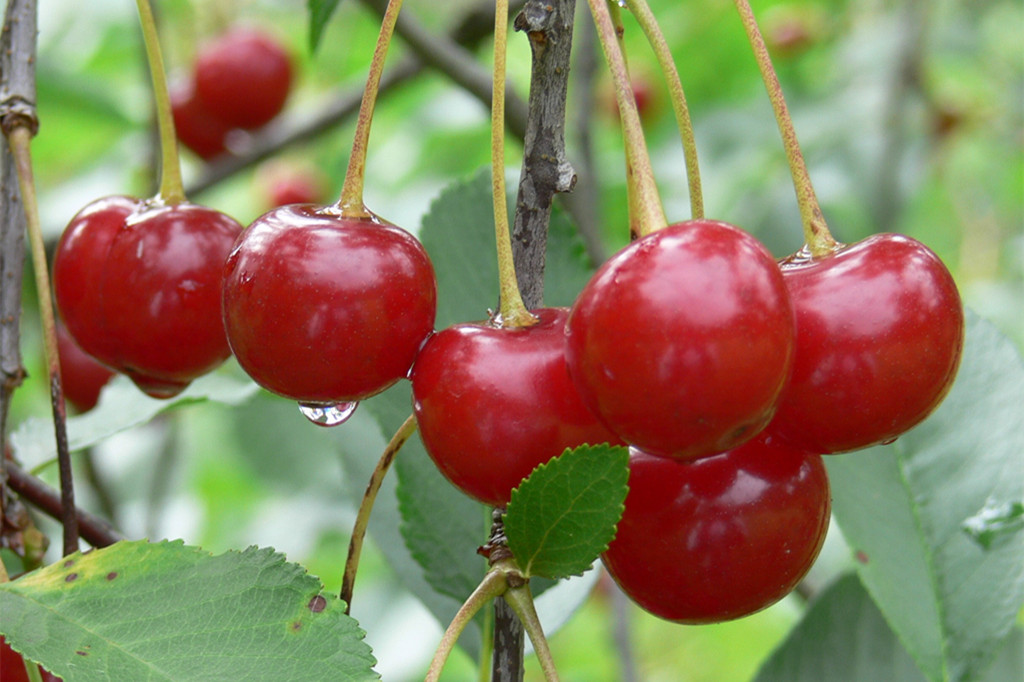 樱桃果子一颗颗. 转载自百家号作者:墨墨文香